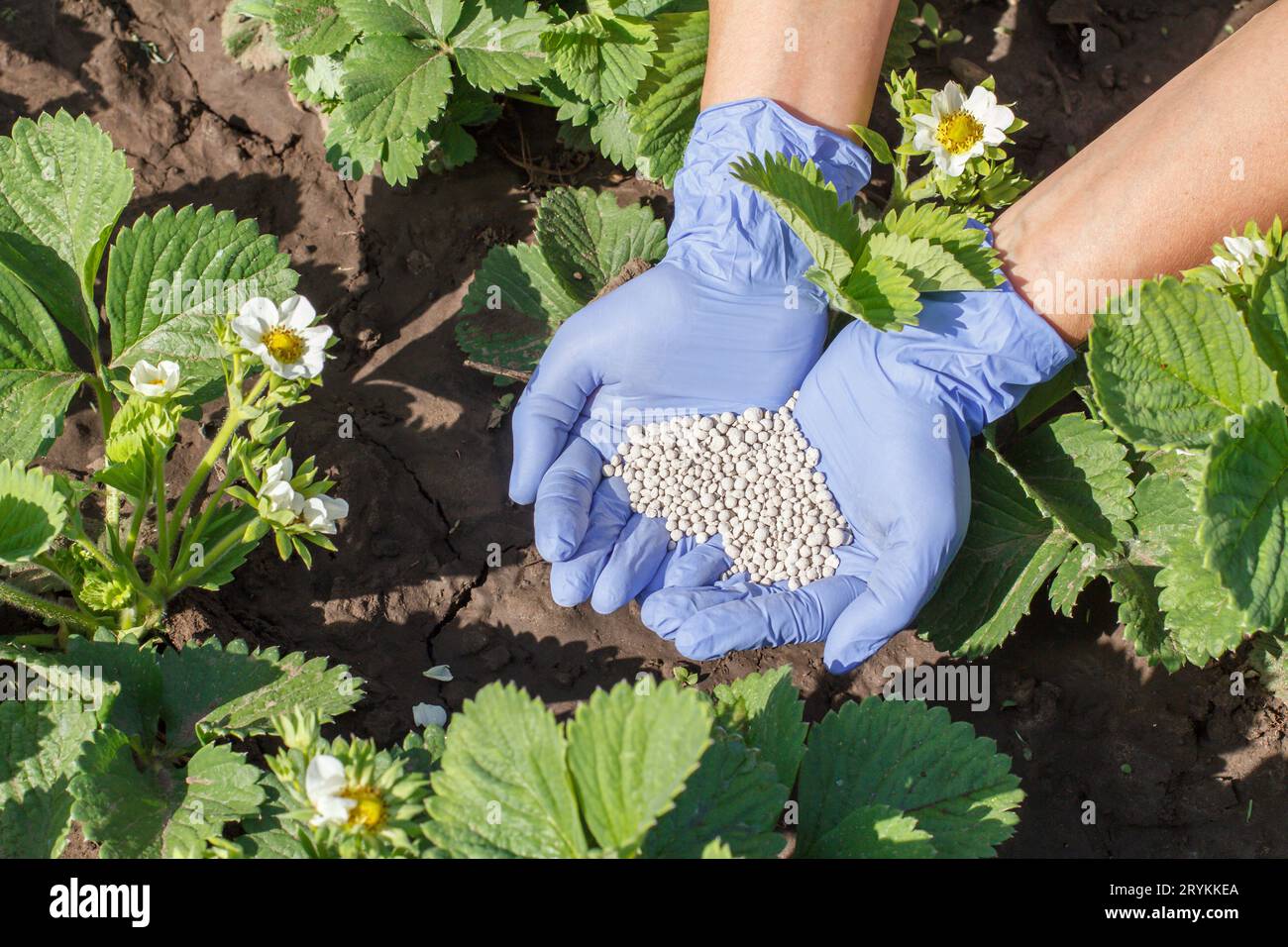 L'agricoltore indossa guanti di gomma per concimare le boccole giovani Foto Stock