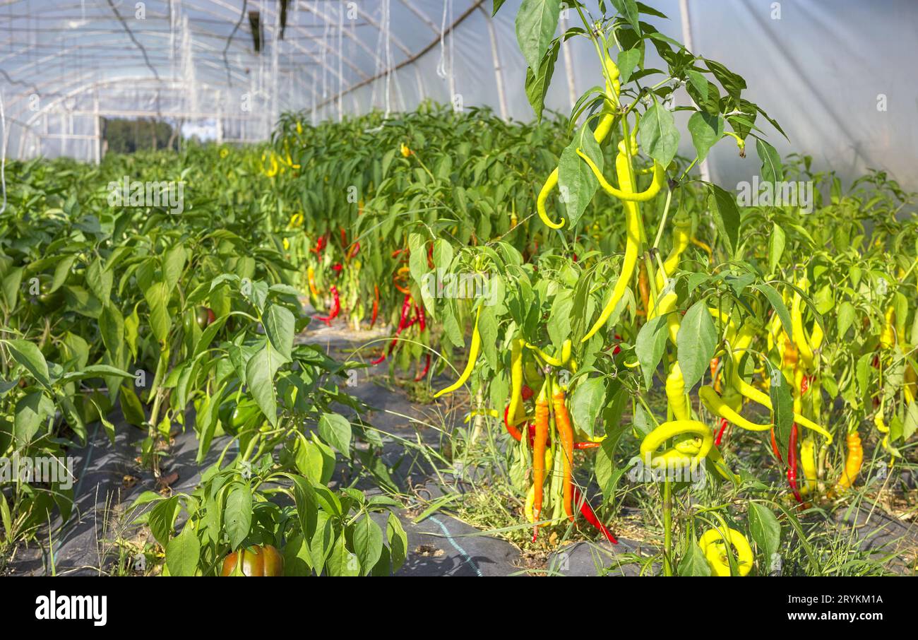 Coltivazione in serra di peperoni biologici, concentrazione selettiva. Foto Stock