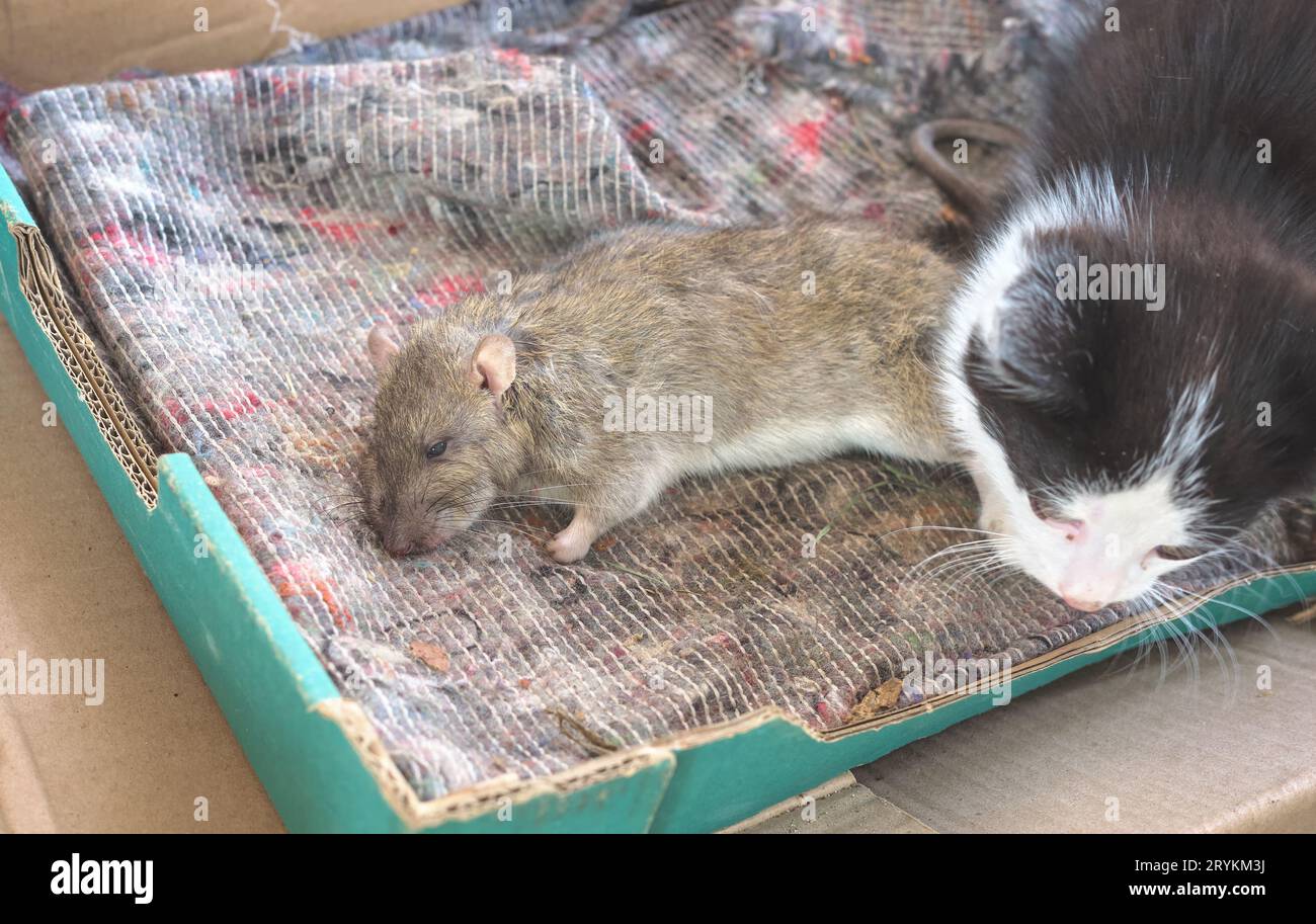 Un ratto cacciato portato dalla madre gatta nella sua tana, concentrazione selettiva. Foto Stock