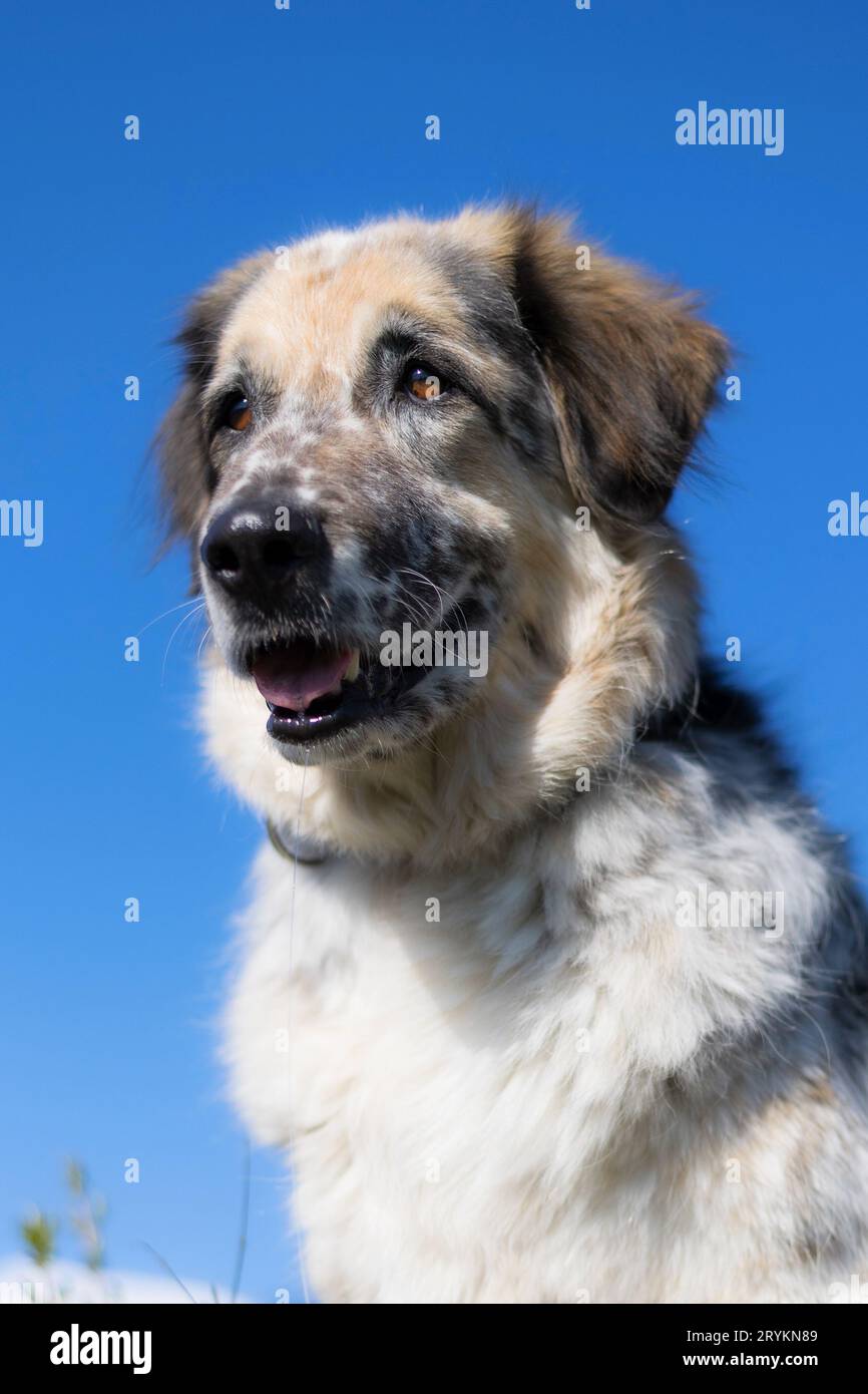 Grande e soffice ritratto di cane, cielo blu Foto Stock