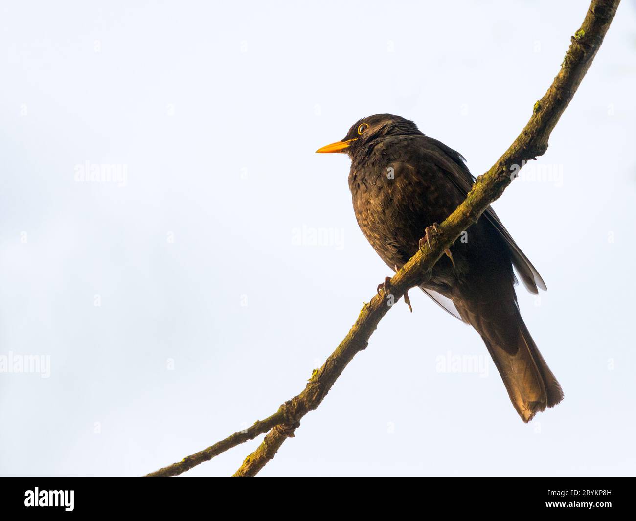 Uccello nero comune che guarda sul ramo nella natura estiva Foto Stock