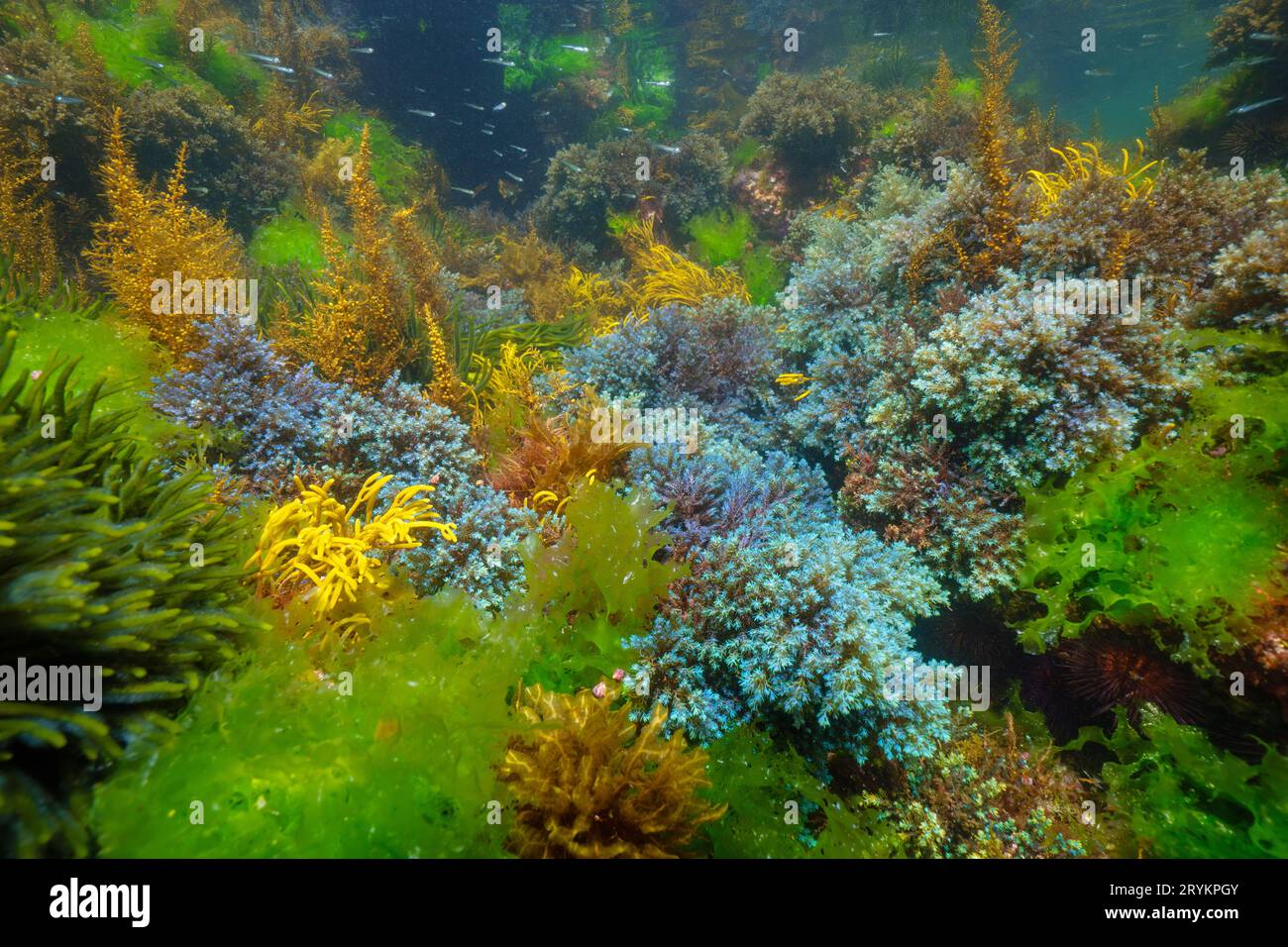 Alghe marine sott'acqua nell'oceano, ambiente naturale, Atlantico orientale, Spagna, Galizia, Rias Baixas Foto Stock