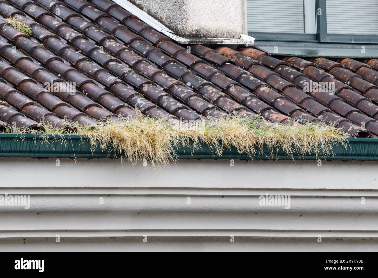 Erbe e vegetazione che crescono in una grondaia bloccata di un edificio Foto Stock