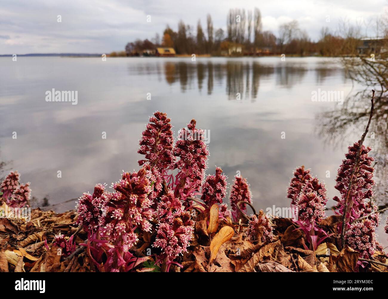 Butterbur rosso (Petasites hybridus), infiorescenza al lago, Schwerin, Germania, Europa Foto Stock