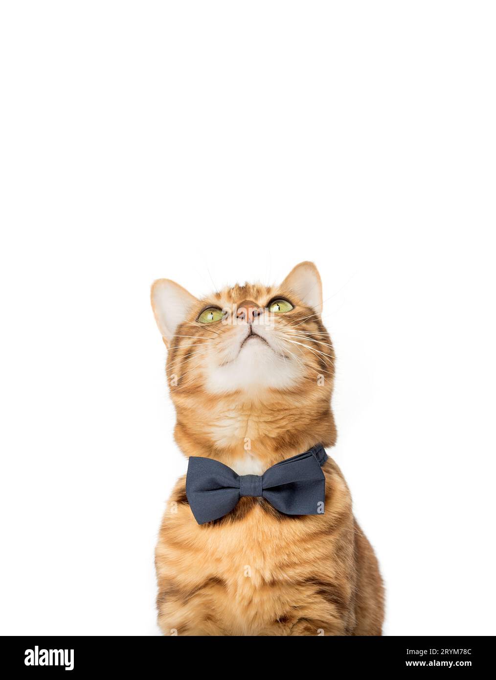 Un simpatico gatto rosso si siede in una cravatta su uno sfondo bianco. Foto Stock