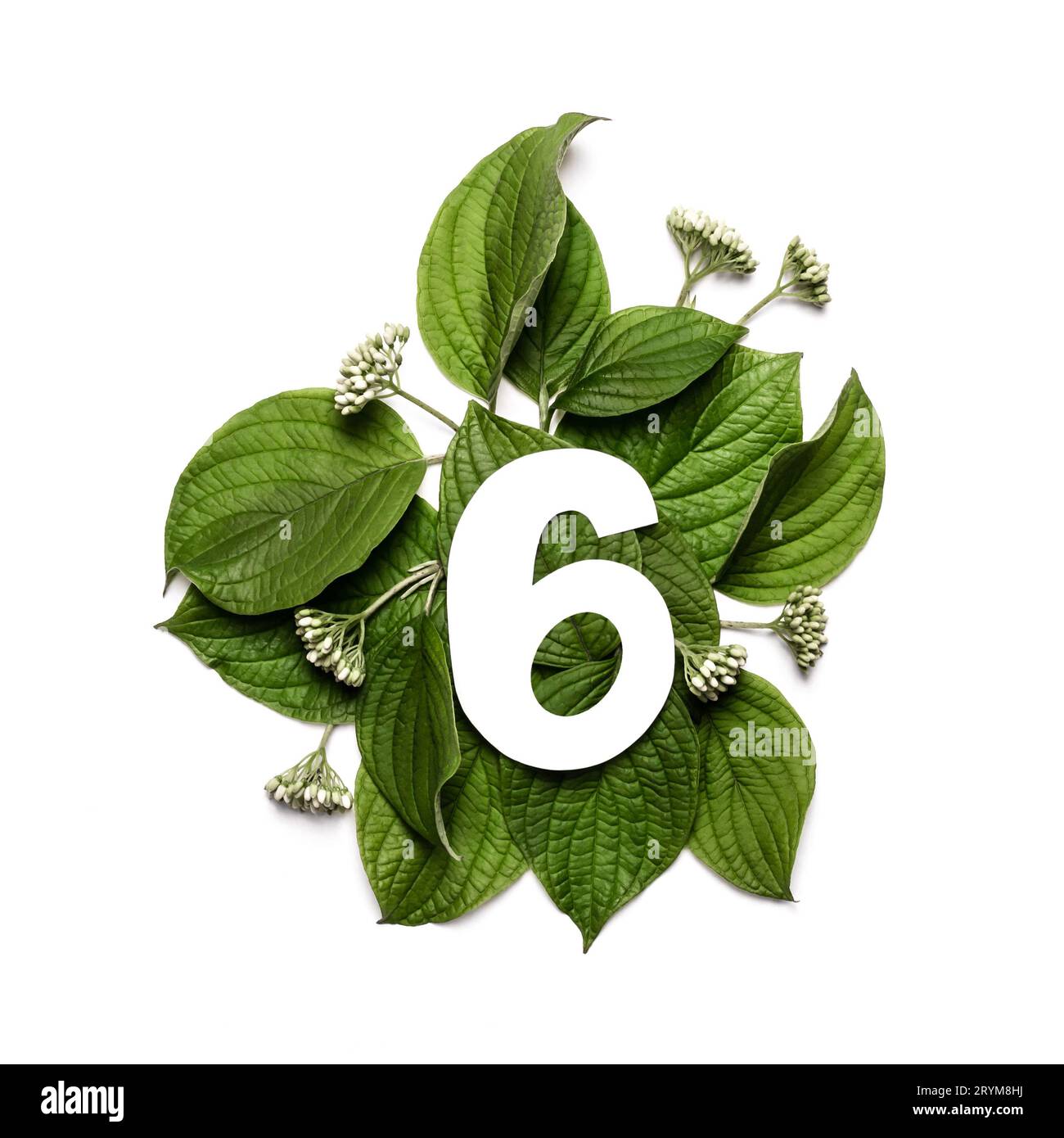 Carta numero sei sullo sfondo di foglie verdi. Layout creativo minimale con elementi naturali per il tuo progetto Foto Stock