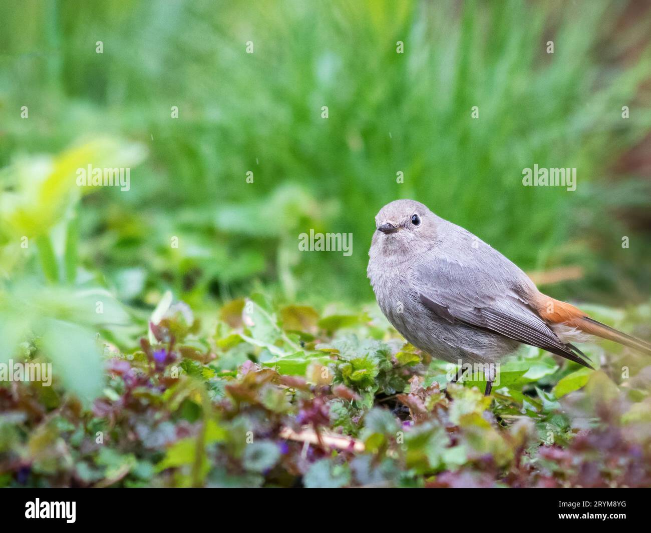 Femmine arrossate comuni (Phoenicurus phoenicurus), o semplicemente arrossamento sull'erba. Piccolo uccello passerino del genere Phoenicurus Foto Stock