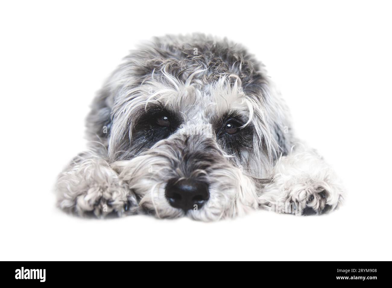 Piccolo cane schnauzer in miniatura bianco e nero con un volto divertente che guarda la fotocamera su sfondo bianco Foto Stock