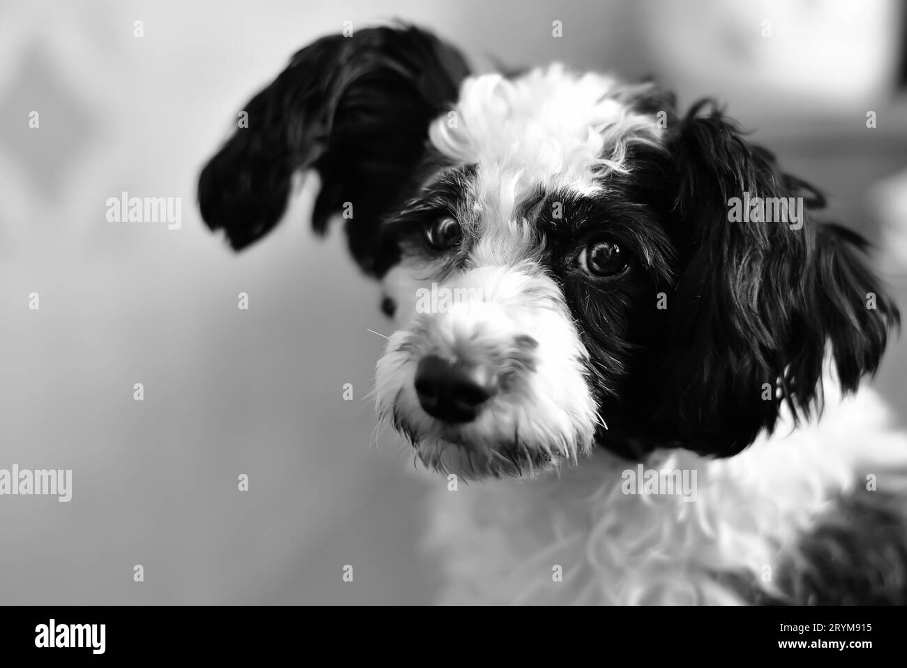 Ritratto di cane crestata cinese di razza pura su sfondo nero Foto Stock