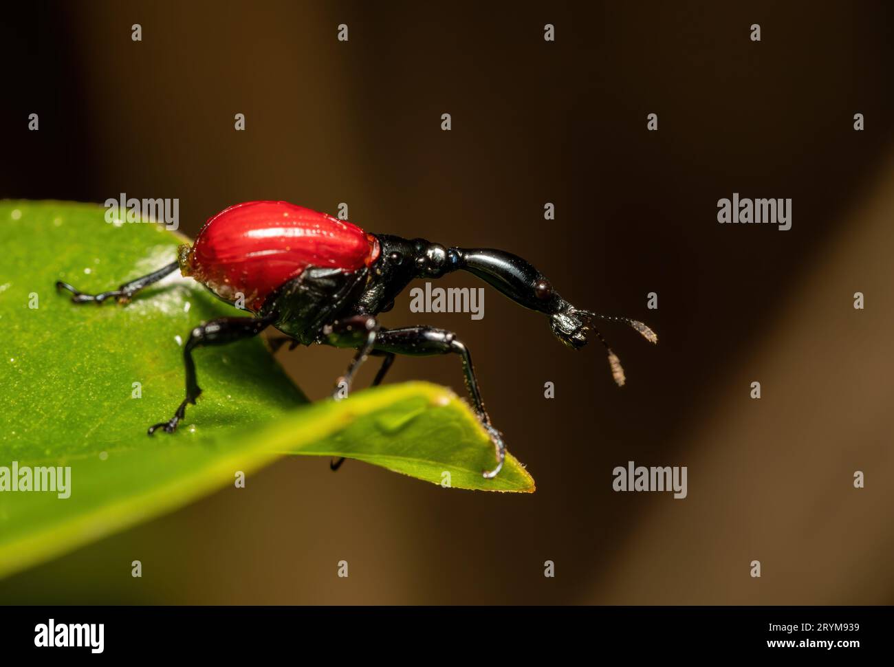 Femmina di Giraffe Weevil, Trachelophorus Giraffa, Ranomafana, Madagascar Foto Stock