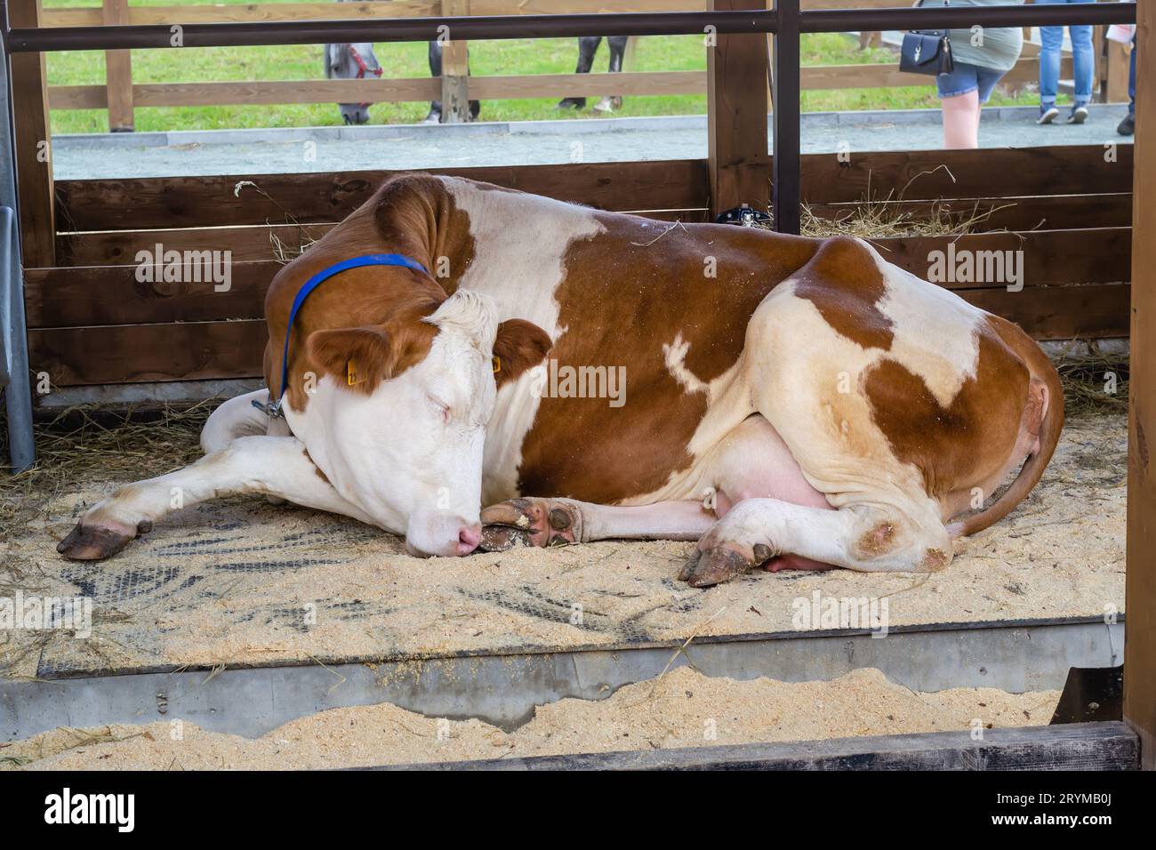 La mucca bianca e rossa di razza dorme in una voliera aperta. Fiera agricola. Agricoltura moderna Foto Stock
