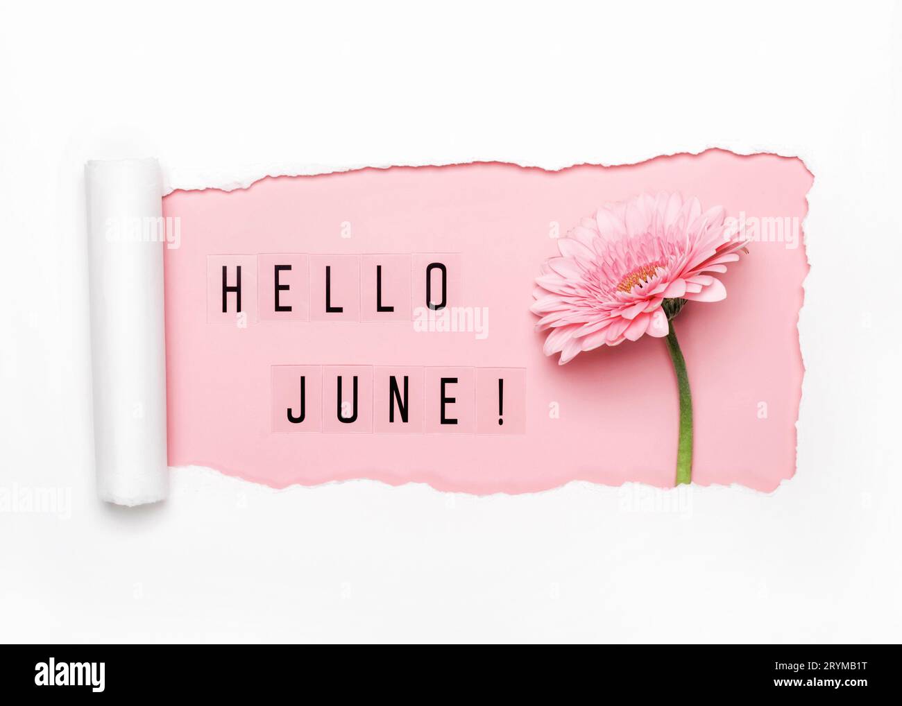 Ciao testo di giugno e fiore rosa di gerbera su sfondo rosa. Foro per carta con bordi strappati Foto Stock