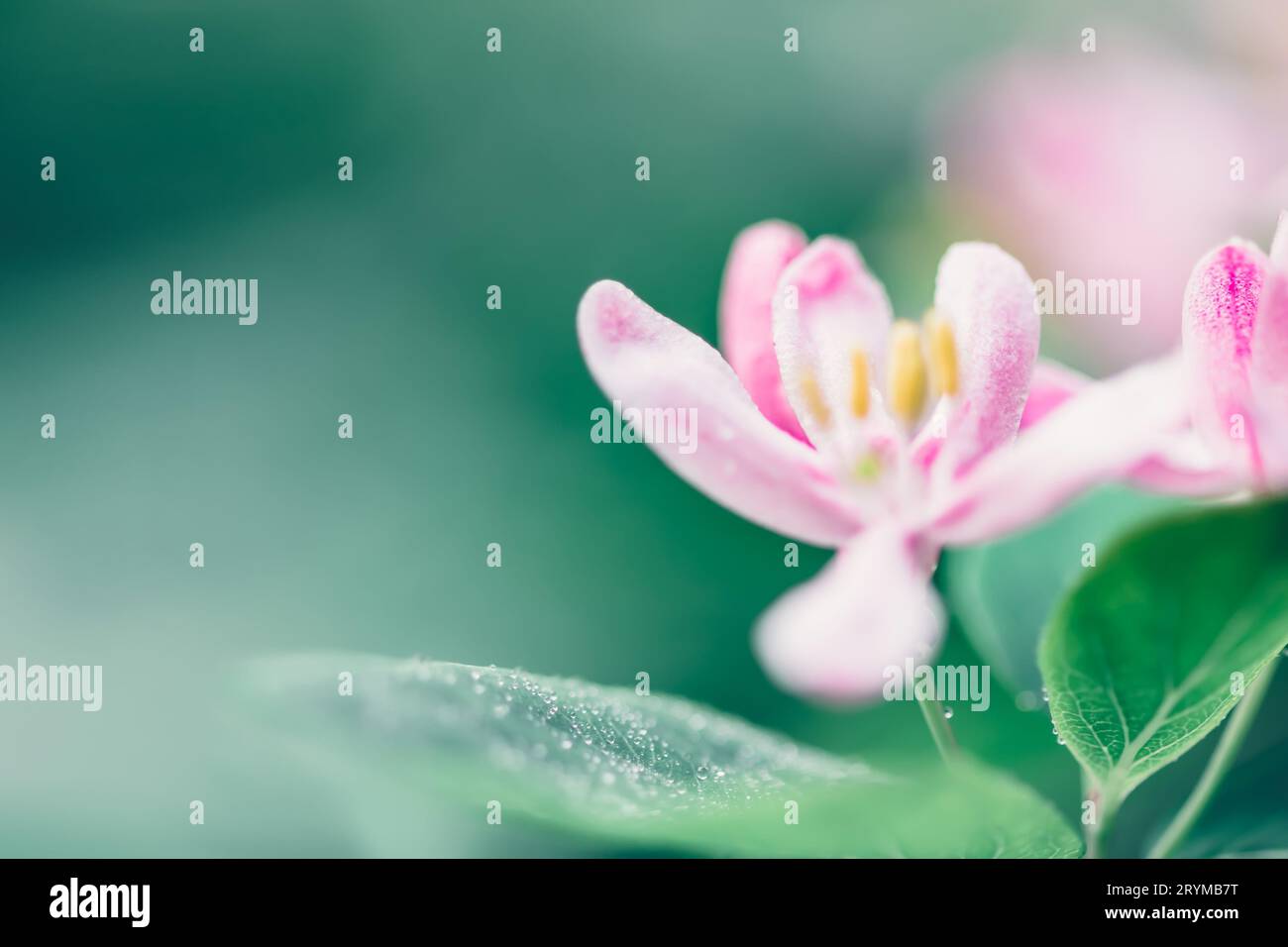 Bellissimi fiori di caprifoglio con petali bianchi e rosa che fioriscono sul ramo. Sfondo natura primaverile Foto Stock