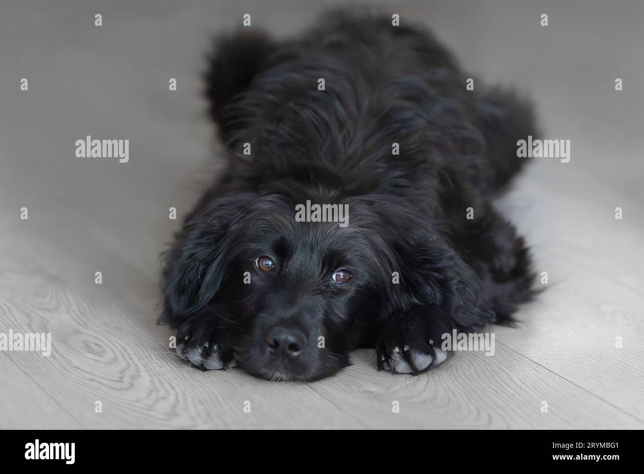 Ritratto di cucciolo di cane nero sdraiato sul pavimento Foto Stock