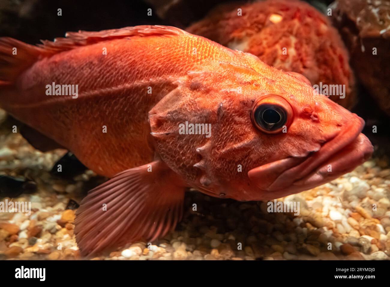 Pesce rosa Yelloweye (Sebastes ruberrimus) nella mostra Coldwater quest presso il Georgia Aquarium nel centro di Atlanta. (USA) Foto Stock