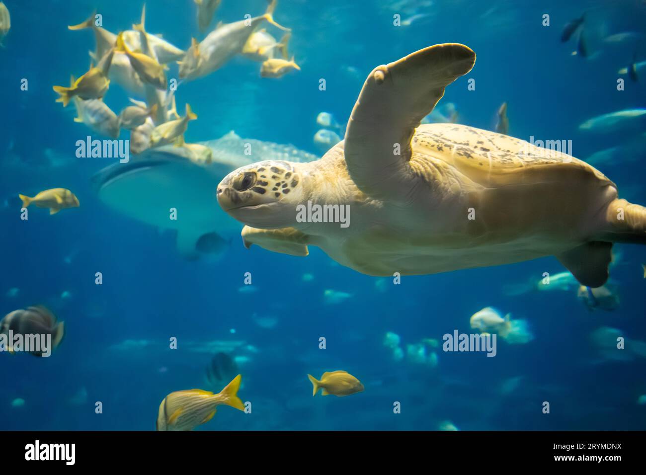 Una tartaruga marina verde (Chelonia mydas) insieme a uno squalo balena, pesce maiale e altre specie marine al Georgia Aquarium nel centro di Atlanta. (USA) Foto Stock