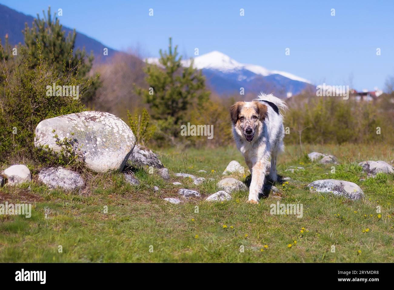 Buon cane che corre nel parco, in primavera Foto Stock