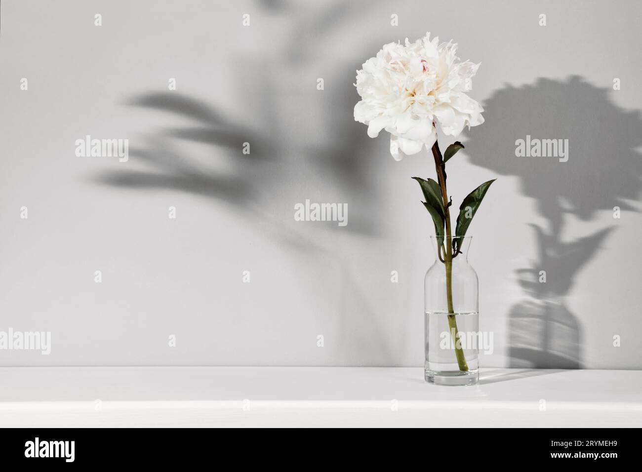 Elegante fiore di peonia bianco sullo sfondo della parete del tavolo. Modello per testo o grafica, ombre alla moda Foto Stock
