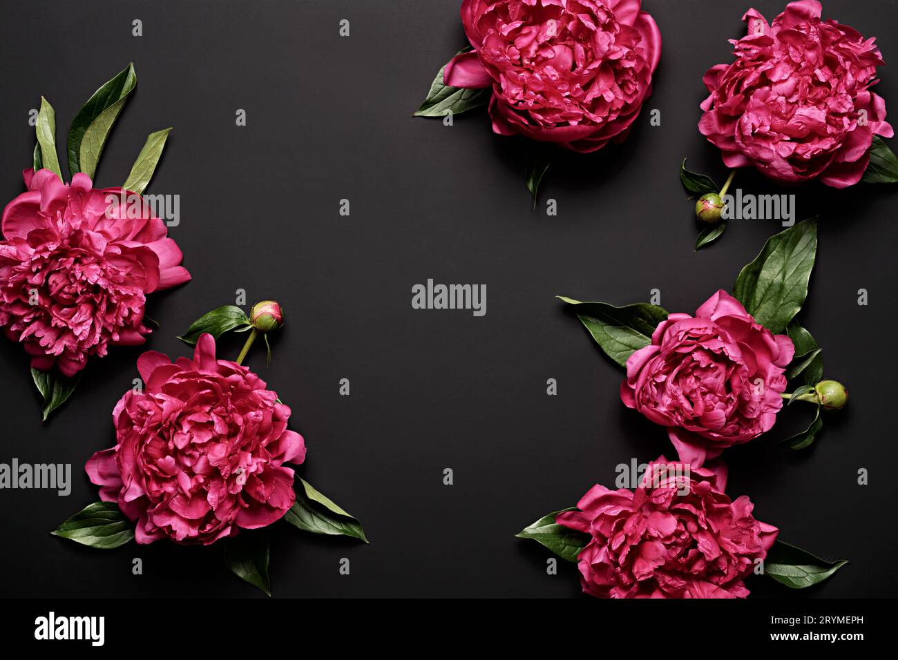 Bellissimo bouquet di peonie viola su sfondo nero, messa a fuoco morbida. Sfondo floreale scuro primaverile o estivo. Fiori festivi conce Foto Stock