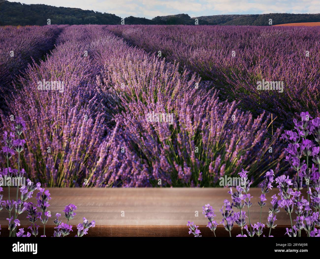Ponte in legno tra un fiorente campo di lavanda. Spazio per il testo Foto Stock