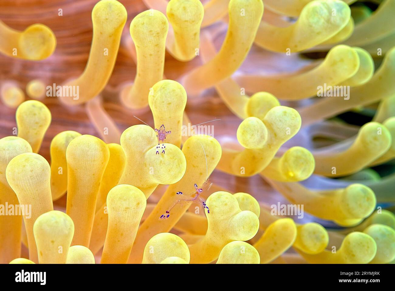 Un'immagine di un gambero più pulito Foto Stock