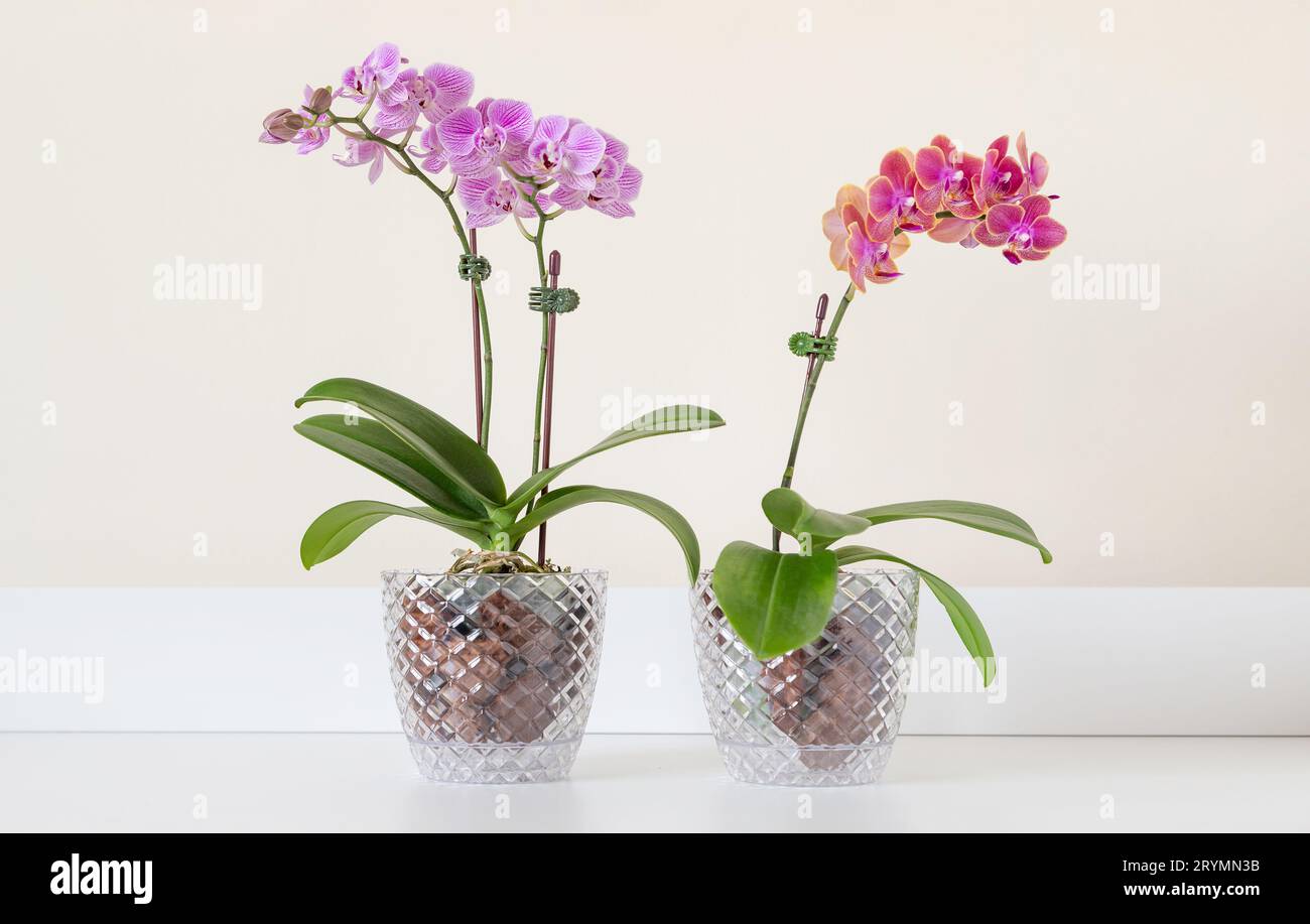 Vasi per orchidee immagini e fotografie stock ad alta risoluzione - Alamy