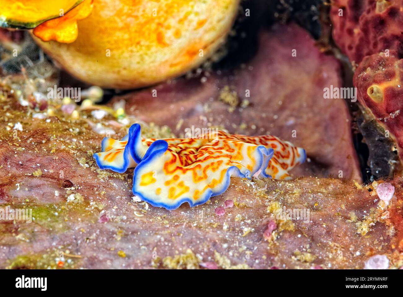 I bellissimi colori dei nudibranchi Foto Stock