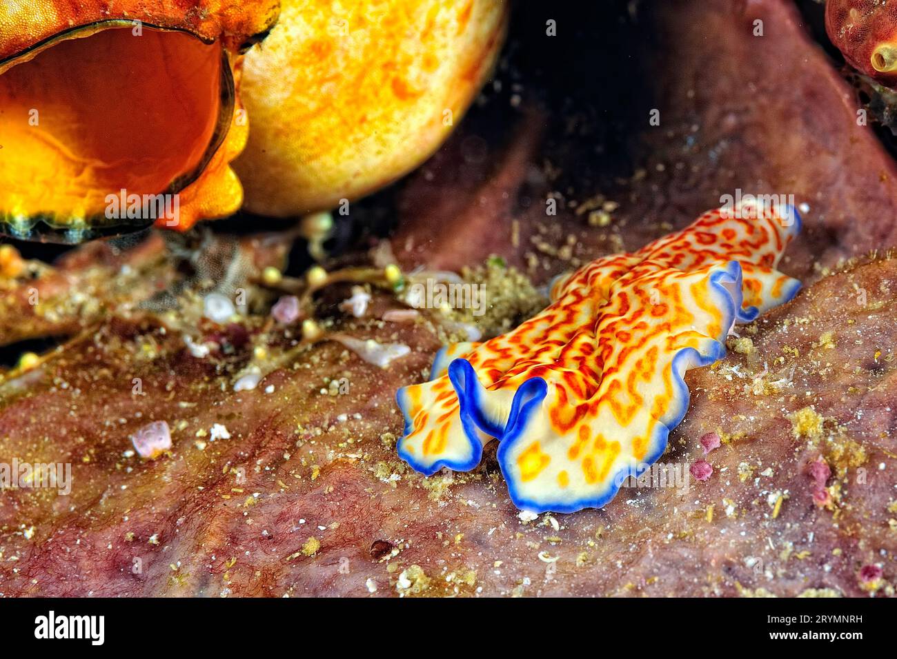 I bellissimi colori dei nudibranchi Foto Stock