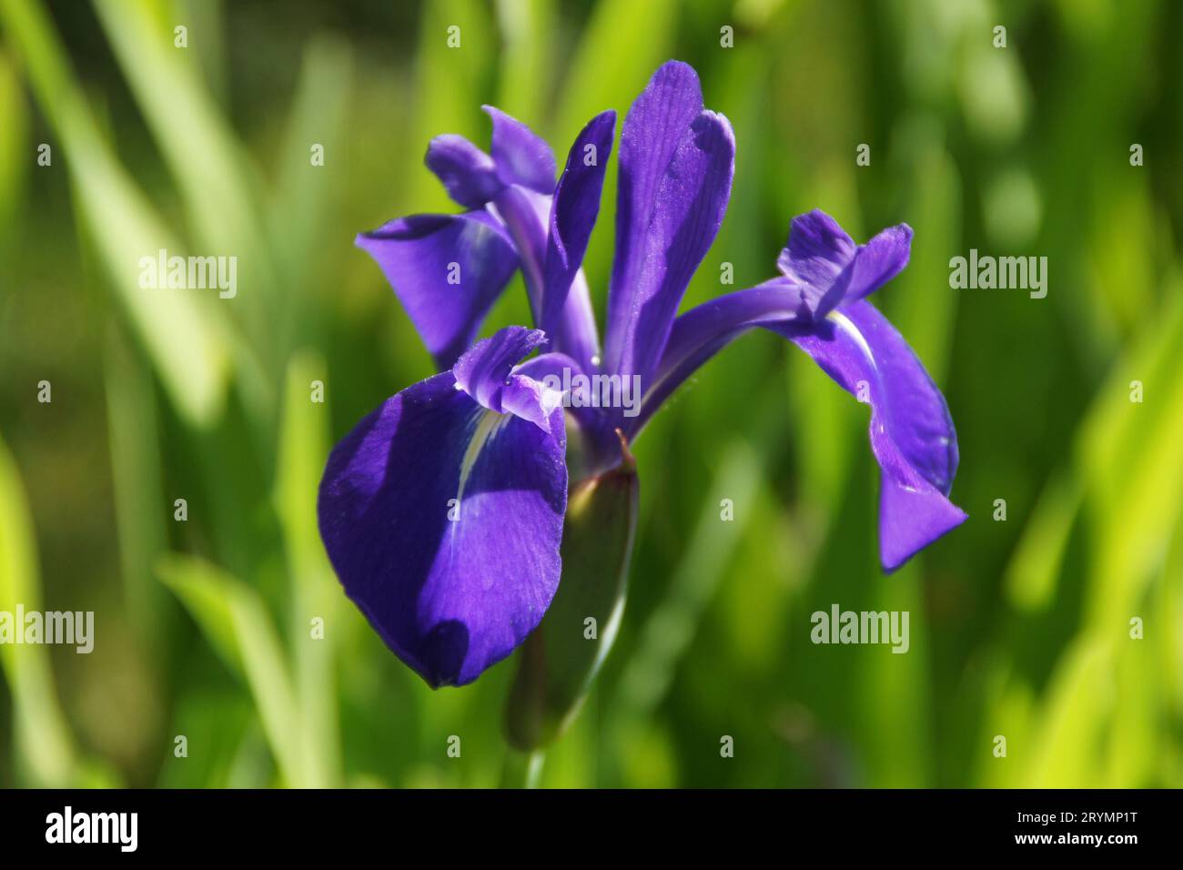 Iris laevigata, iris giapponesi Foto Stock