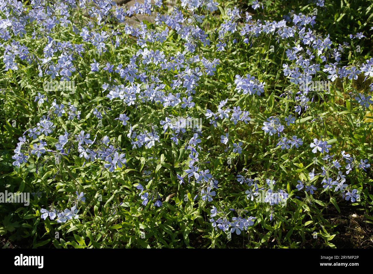 Phlox divaricata, wild phlox blu Foto Stock