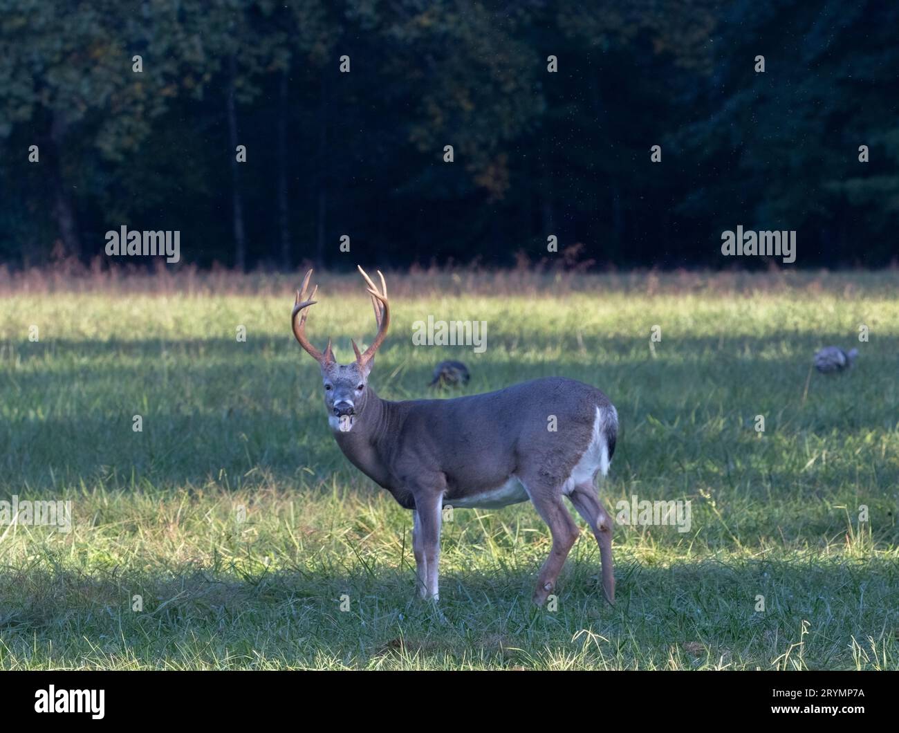 Grande buck per cervi dalla coda bianca con una cresta di corna perfetta a otto punti Foto Stock