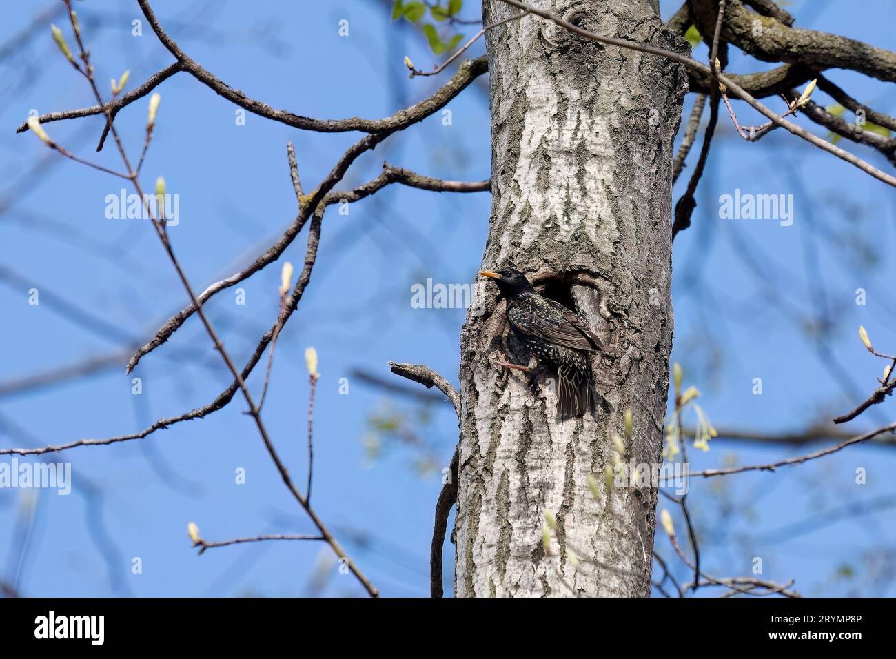 Unione starling (Sturnus vulgaris) Foto Stock