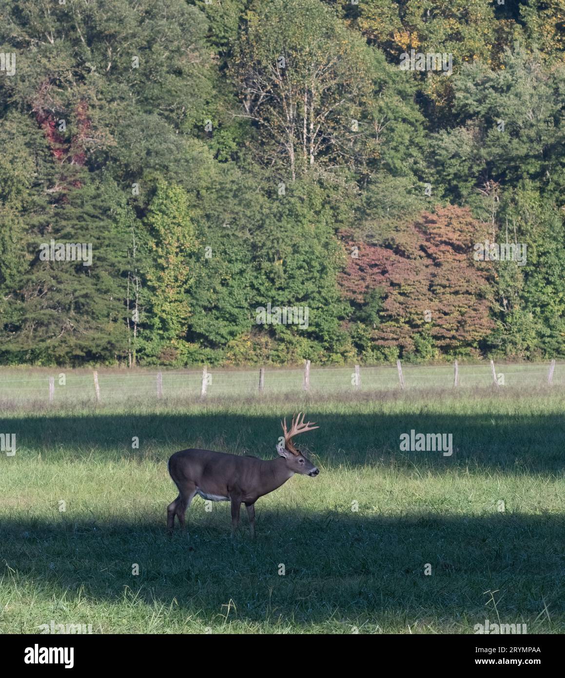 Buck di cervo dalla coda bianca a 8 punte alla fine di settembre in un prato. Foto Stock