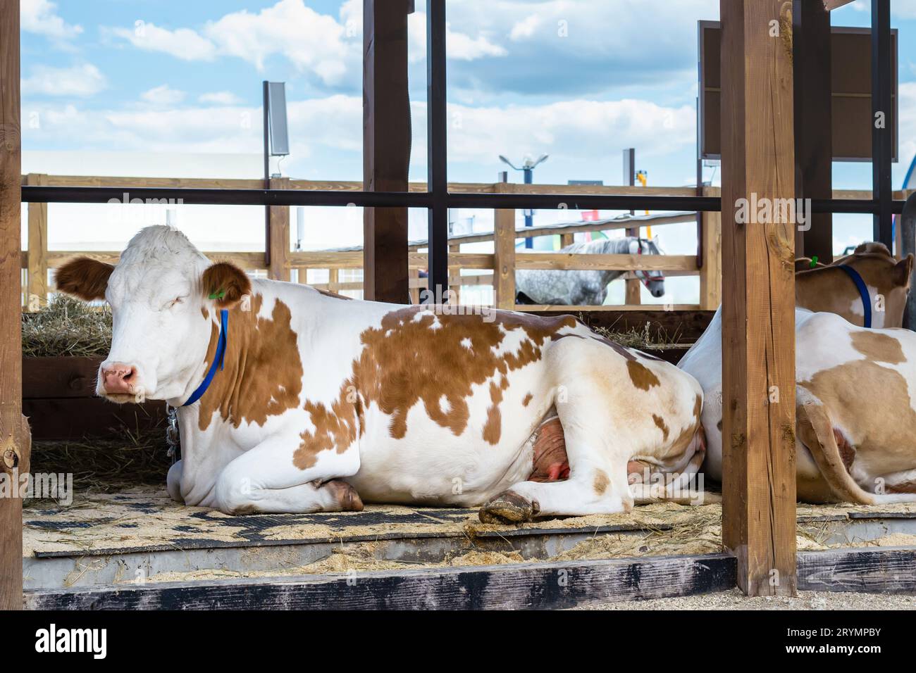 Ritratto di mucca bianca rossa in un fienile aperto. Fiera agricola. Agricoltura moderna Foto Stock