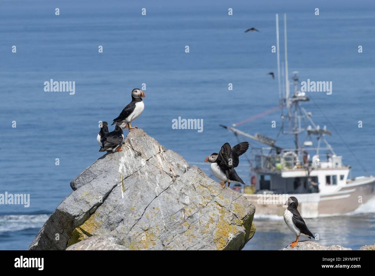 Atlantic Puffins si arroccò e volò lungo un'isola rocciosa. Barca per la pesca all'aragosta sullo sfondo, Canada e Maine USA. Foto Stock