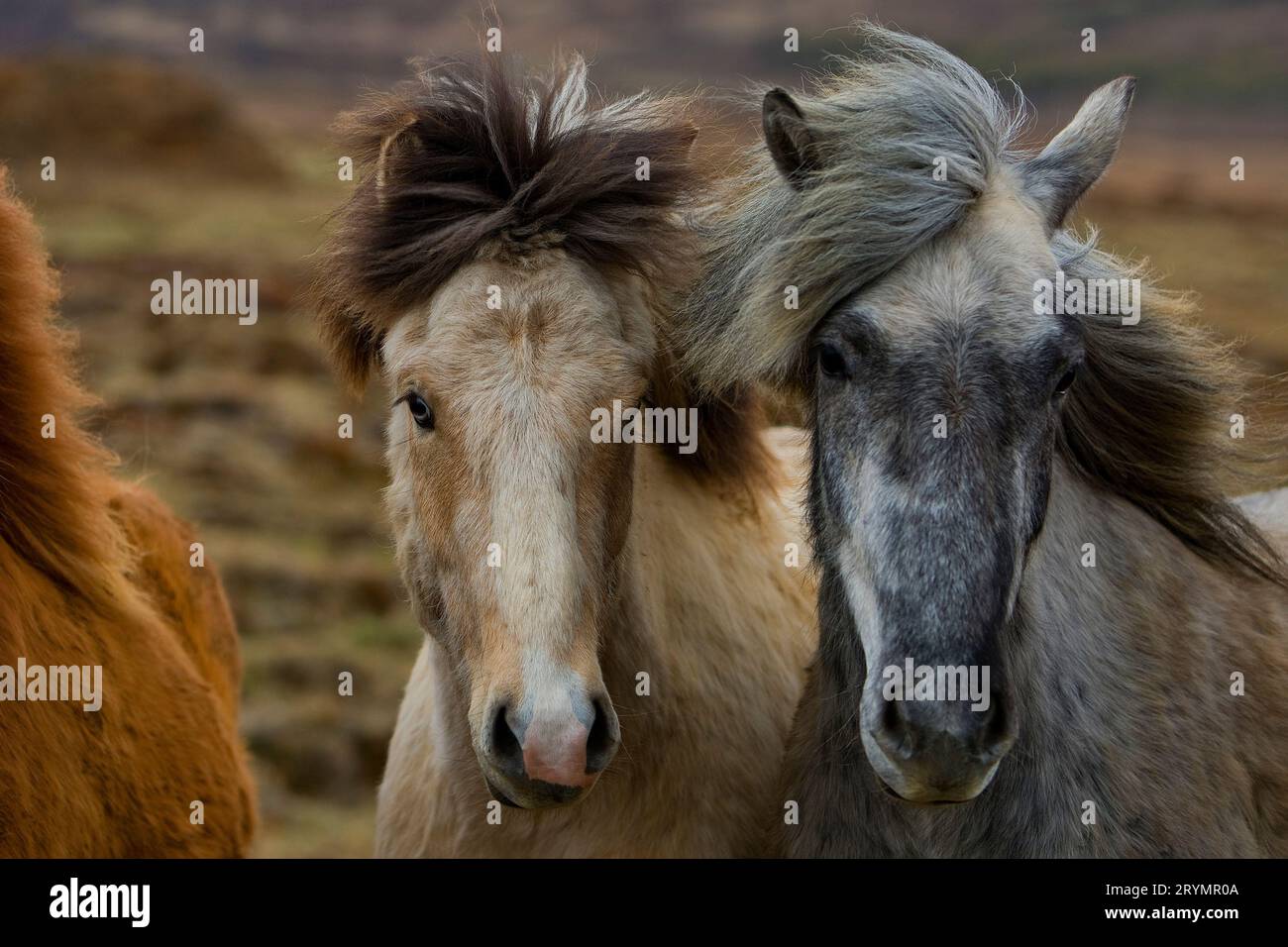 Due giovani cavalli islandesi di colori diversi (Equus ferus caballus), Islanda, Europa Foto Stock