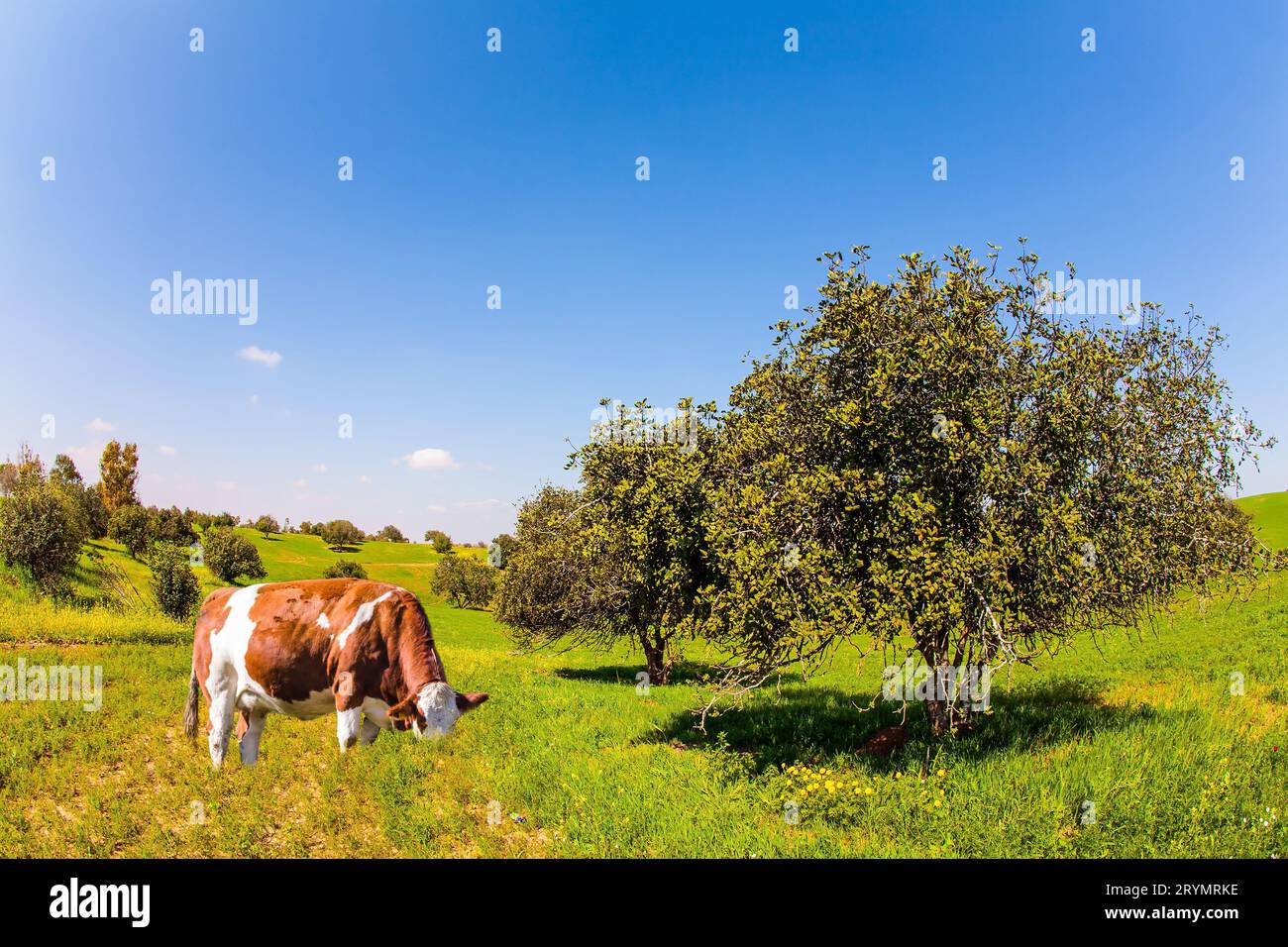 Le mucche ben nutrite pascolano su un campo verde Foto Stock