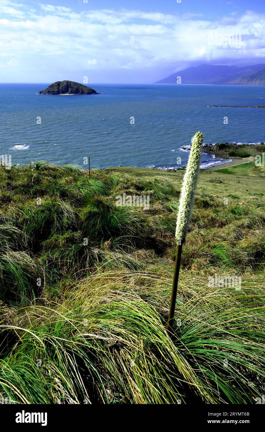 Rocky Island al largo di Archer Point (YUKU BAJA MULIKU), a sud di Cooktown, penisola di Cape York, Queensland, Australia Foto Stock