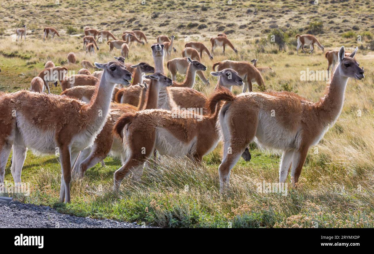 Escursioni in Patagonia, Cile, Sud America Foto Stock