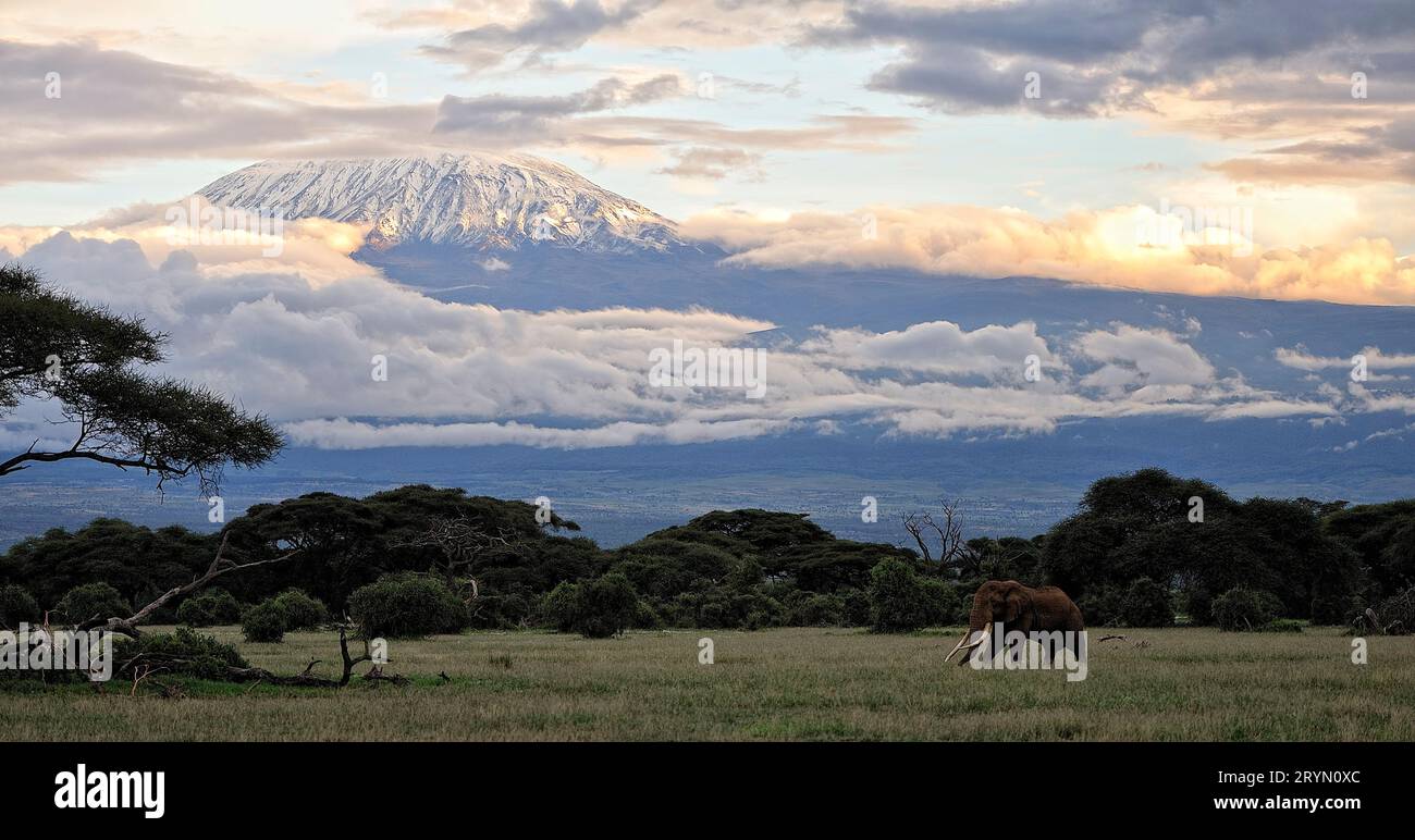 Una foto di alcuni elefanti Foto Stock