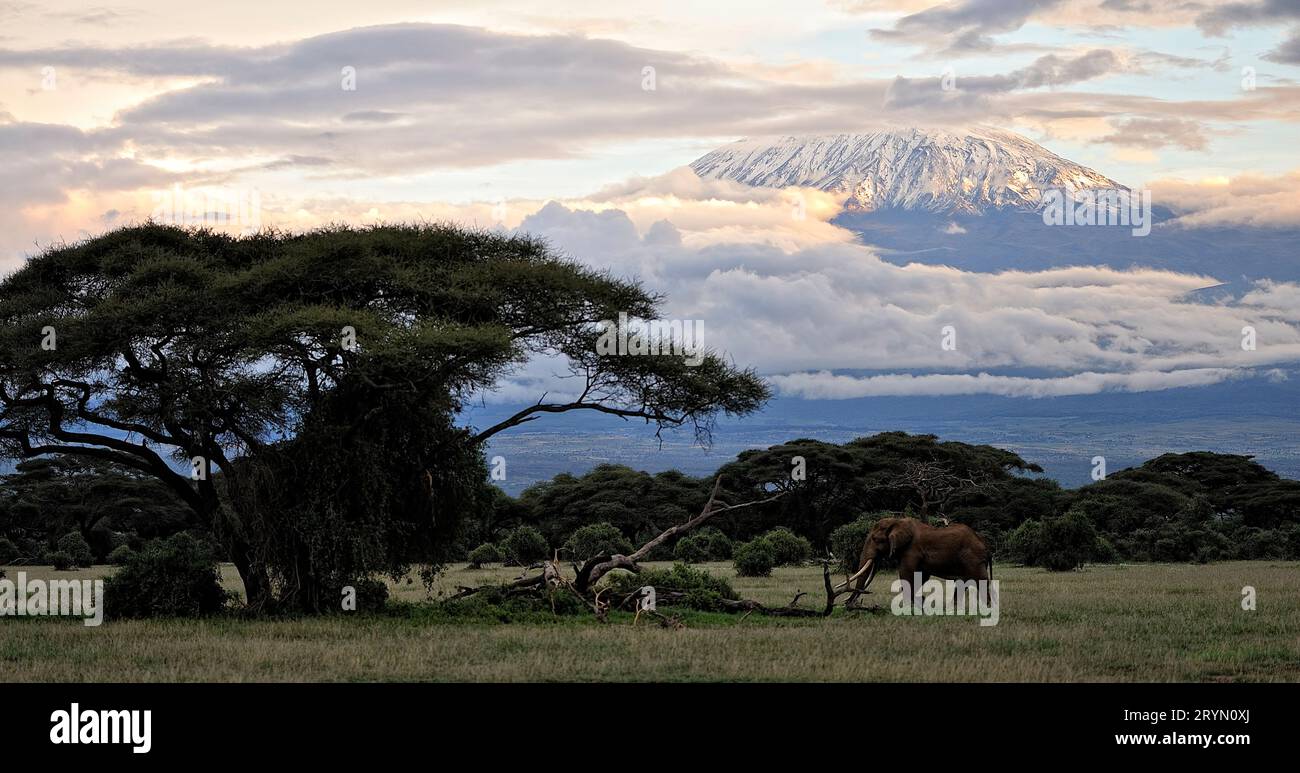 Una foto di alcuni elefanti Foto Stock