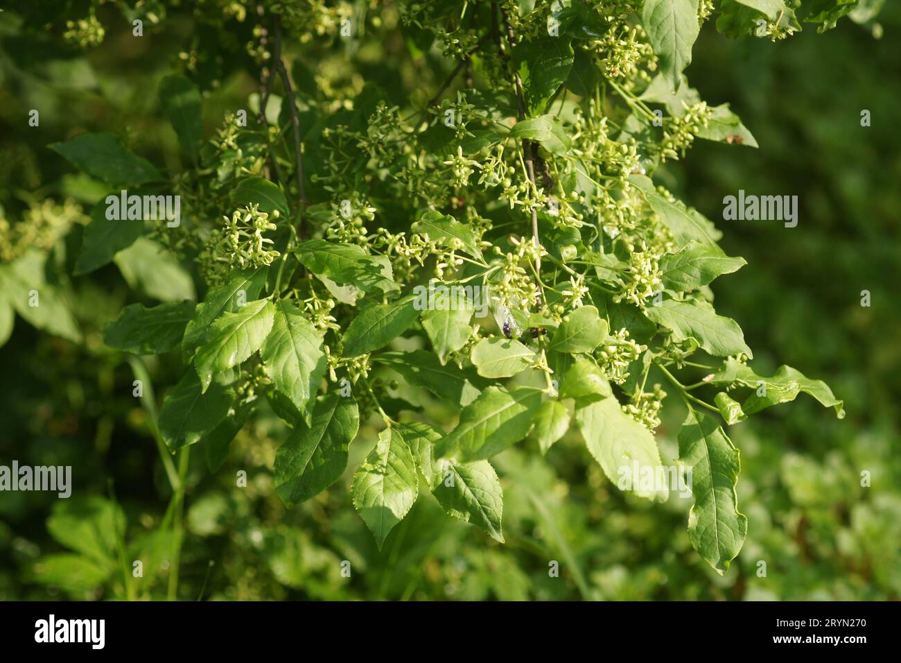 Euonymus latifolius, mandrino di latifoglie Foto Stock