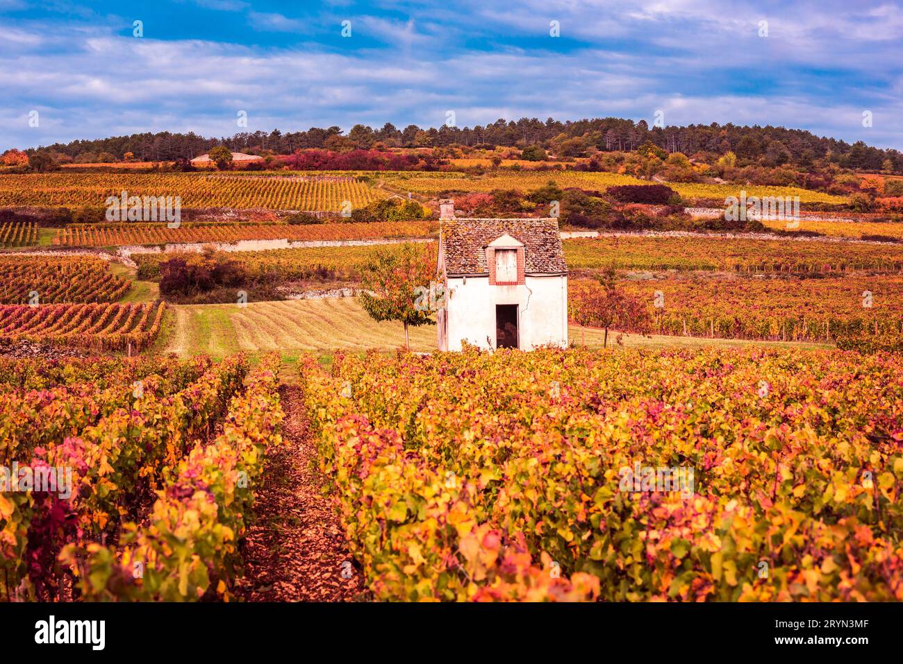 Chateau con vigneti nella stagione autunnale, Borgogna, Francia Foto Stock