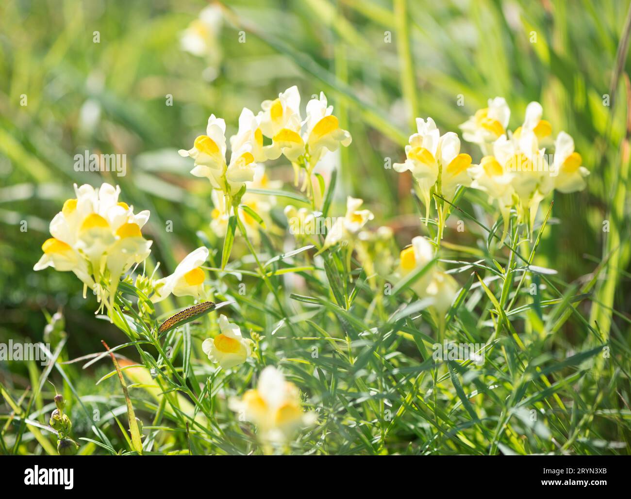 Il toadflax comune (Linaria vulgaris) fiorisce in un prato, il bruco del piccolo gufo o il gufo del cappello di toadflax grigio chiaro (Calophasia lunula) si trova su un Foto Stock