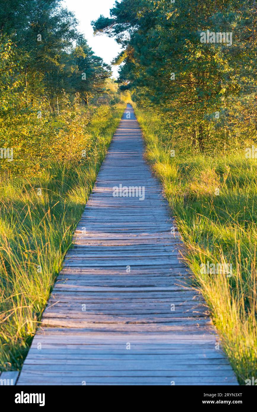 Passerella o passerella attraverso la brughiera e il paesaggio forestale con betulla (Betula pubescens) o betulla pelosa, betulla pelosa, betulla scopa, vetro Foto Stock