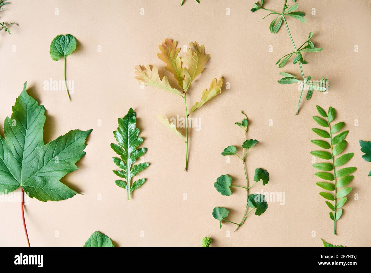 Set botanico di foglie, piante ed erbe su sfondo beige Foto Stock