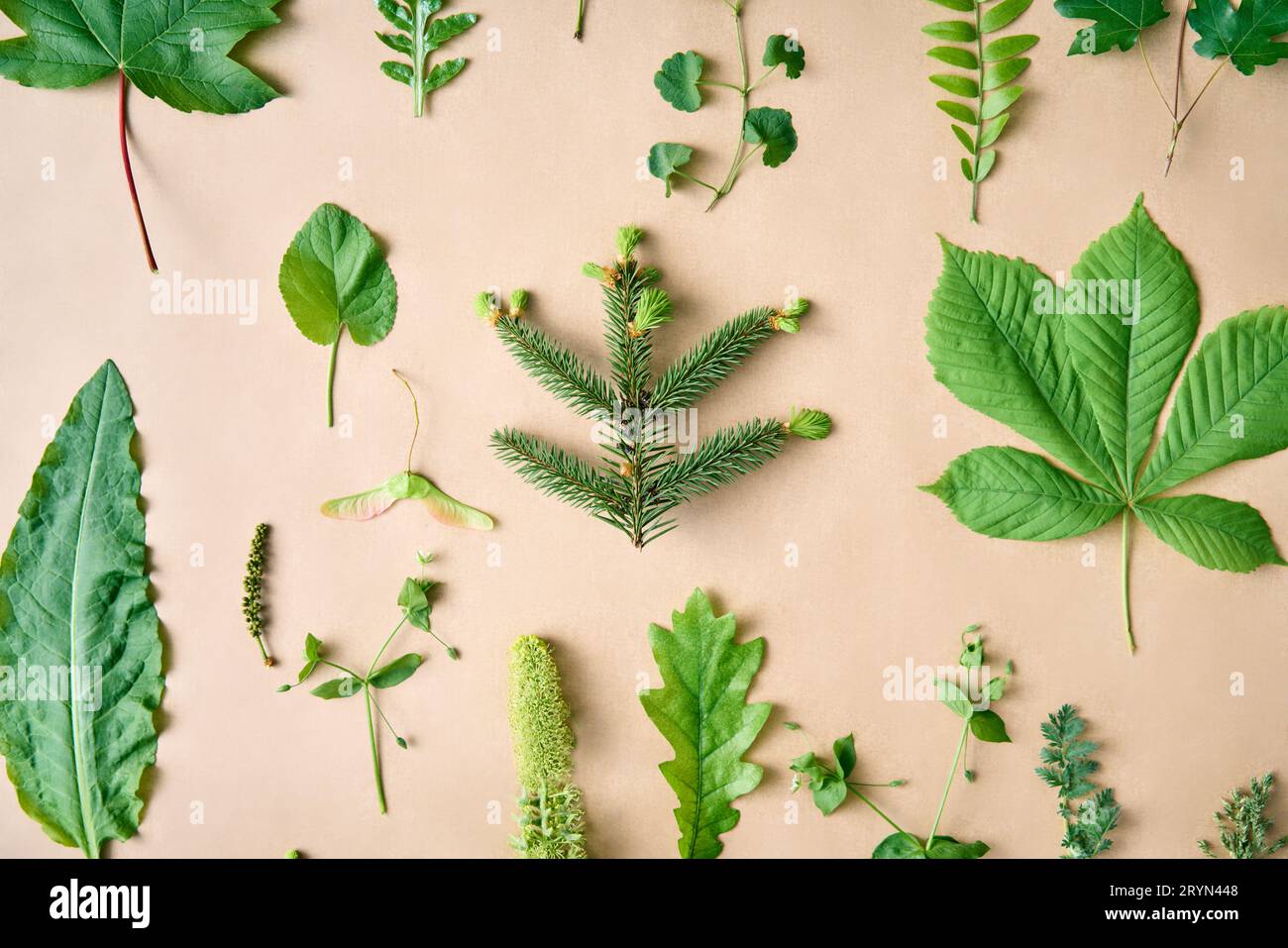Set botanico di foglie, piante ed erbe su sfondo beige Foto Stock