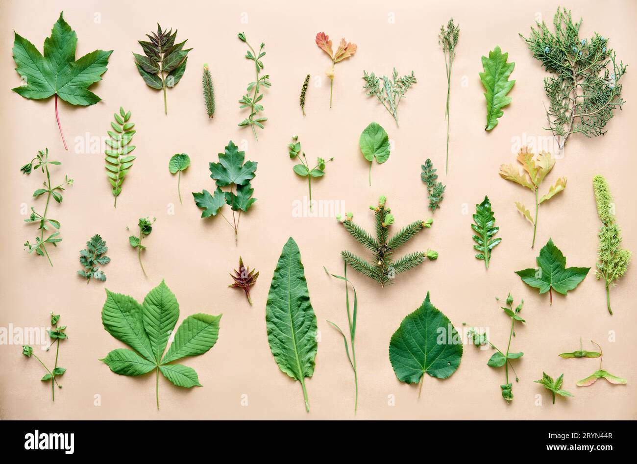 Set botanico di foglie, piante ed erbe su sfondo beige Foto Stock