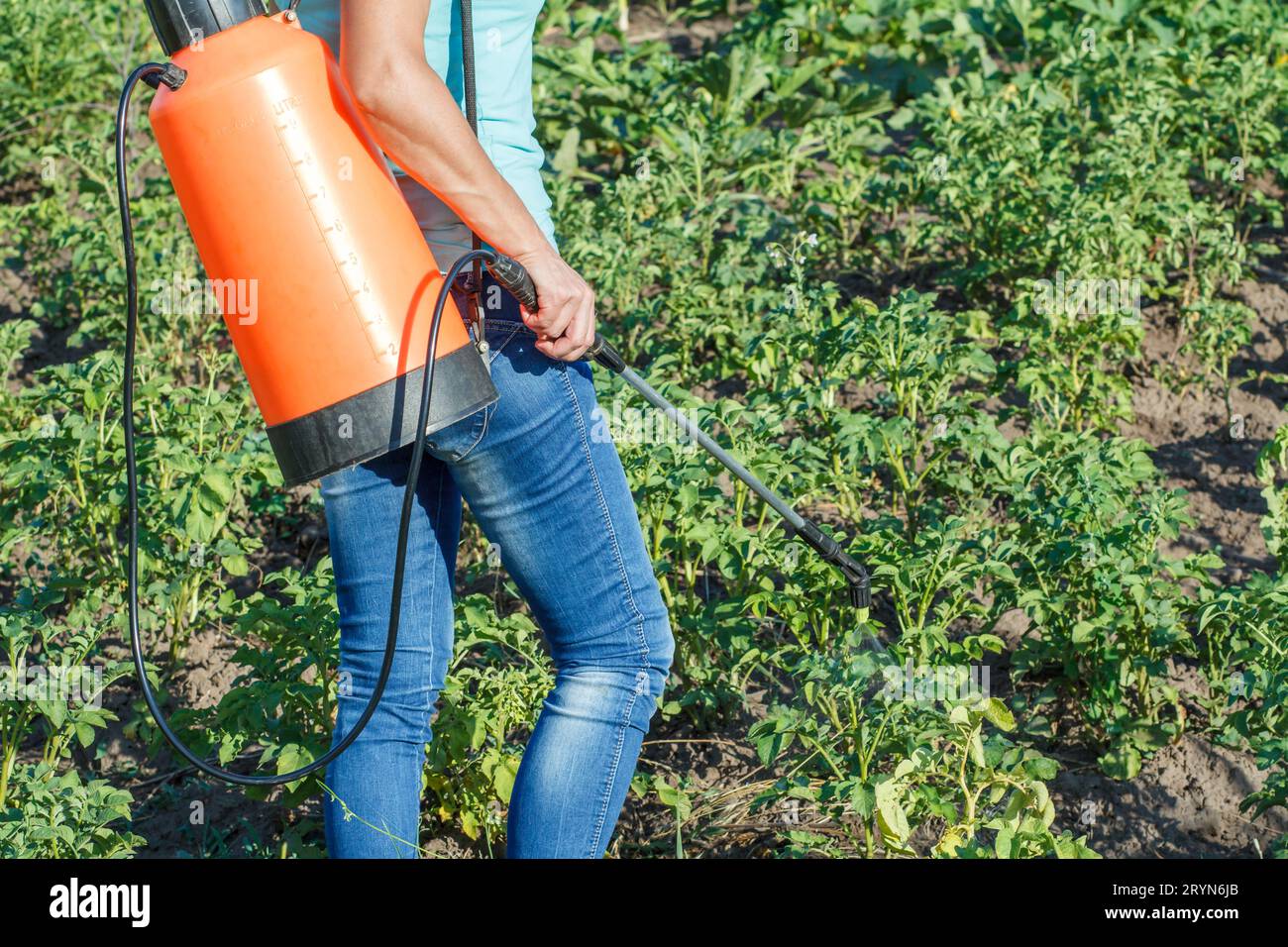 Proteggere le piante di patate da malattie fungine o vermi con uno spruzzatore a pressione Foto Stock