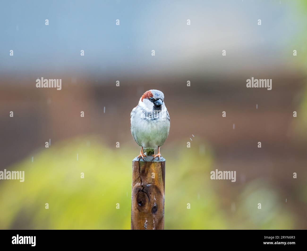 Un uccello del passero bagnato che siede su un palo di recinzione nella pioggia. Foto Stock